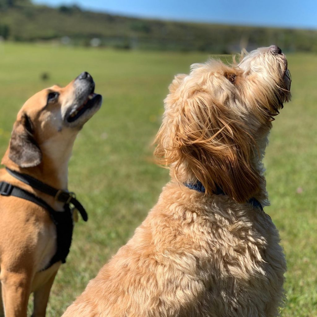 Dog Walker, Dog Walking, and Doggy Day Care in Brighton